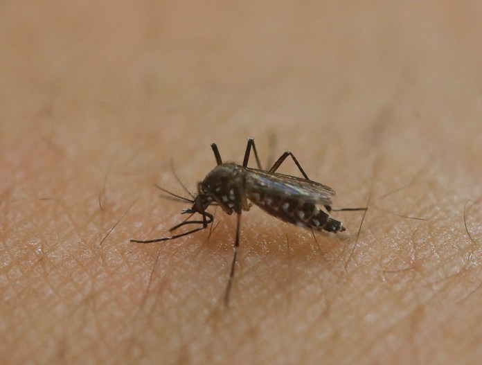 Brazil Zika Virus