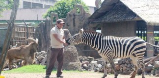 Zoológico La Aurora solicita donación de mangueras para juguetes de animales