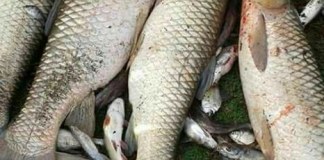 Desconocen causas de peces muertos en Petén
