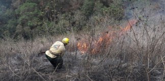 Incendios forestales alertan una vez más sobre debilidad institucional