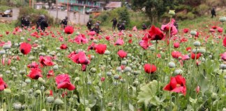 PNC erradica amapola y marihuana valorada en más de un millón de quetzales