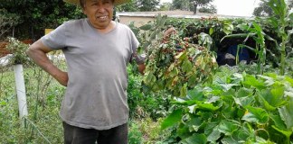 El “Rey del Chipilín” cosecha verduras y triunfos en Estados Unidos
