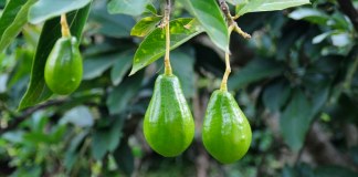 Más de Q60 mil para fertilizante de aguacates
