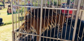 Buscan que los circos entreguen a los animales