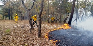 Al menos 975 hectáreas de bosque se han perdido por incendios