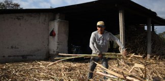 Sequía y precios bajos del café, “bombas de tiempo” para la migración