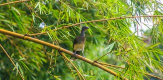 Un vistazo a algunas de las especies animales que se pueden encontrar en Guatemala
