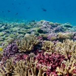 Datos de la NASA y la NOOA refieren que el calentamiento de los océanos se intensifica y es un problema que trasciende a lo económico. Foto La Hora: Archivo