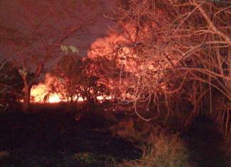 500 hectáreas de bosques se han perdido a febrero
