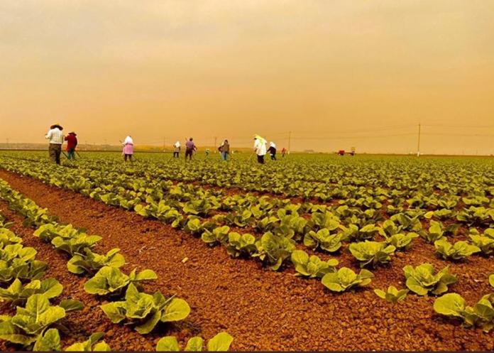 Sector agropecurio Guatemala. Foto La Hora/MAGA