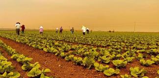 Sector agropecurio Guatemala. Foto La Hora/MAGA
