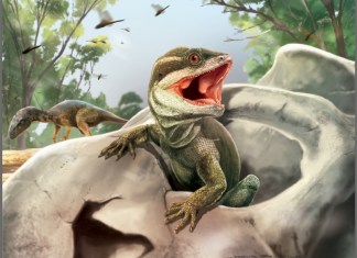 Describen una nueva especie fósil que representa el antiguo precursor de la mayoría de los reptiles modernos