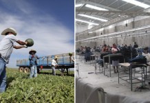 Camagro pide a Arévalo un salario mínimo diferenciado para 2026, para proteger a sector agrícola Este año fue establecida las Comisiones Paritarias del Salario Mínimo para las actividades agrícolas, no agrícolas y de exportadora y maquila. Foto: La Hora