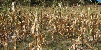 El Niño llega a una Guatemala donde más de 2 millones de personas ya enfrentan crisis alimentaria sequía