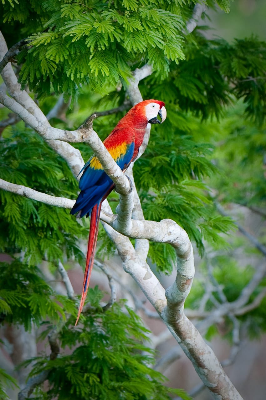 La guacamaya forma parte de la fauna silvestre. Foto: La Hora/Conap.