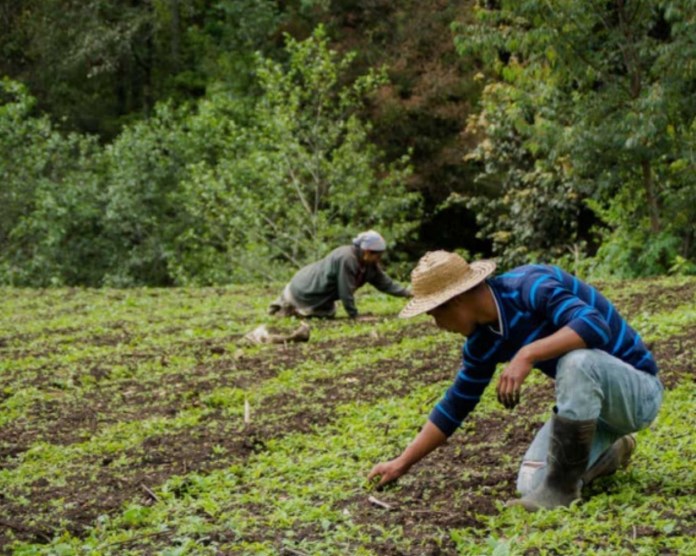 Expertos advierten que el cambio climático podría reducir el rendimiento agrícola en las próximas décadas.