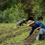 Expertos advierten que el cambio climático podría reducir el rendimiento agrícola en las próximas décadas.