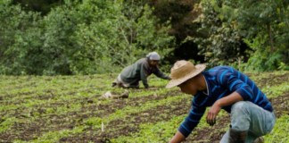 Expertos advierten que el cambio climático podría reducir el rendimiento agrícola en las próximas décadas.