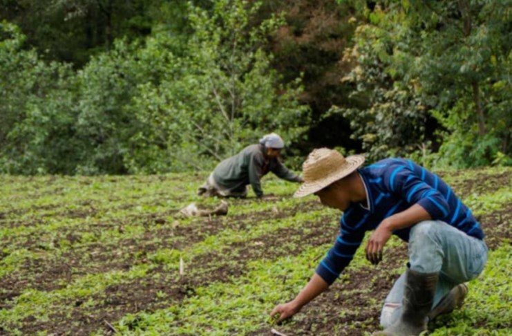 Expertos advierten que el cambio climático podría reducir el rendimiento agrícola en las próximas décadas.