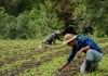 Expertos advierten que el cambio climático podría reducir el rendimiento agrícola en las próximas décadas.