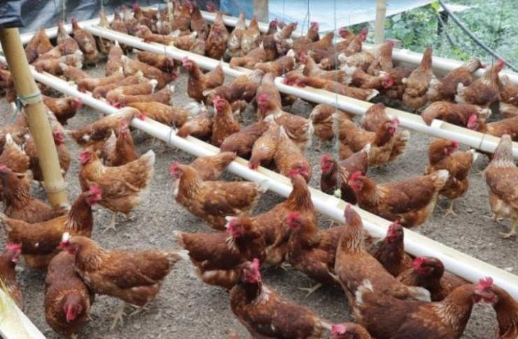 Influenza aviar de alta patogenicidad H5N1. Foto: La Hora / Archivo.