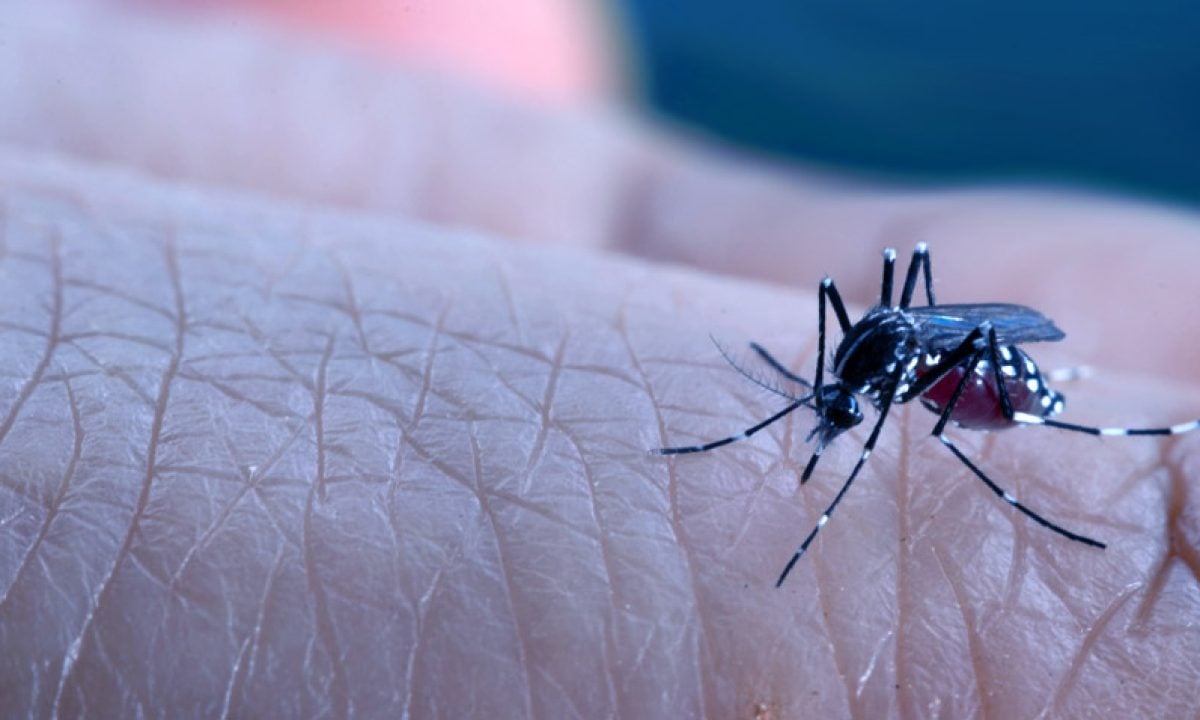 Dengue: Salud registra más de 2