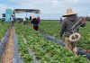 remesas migrantes
