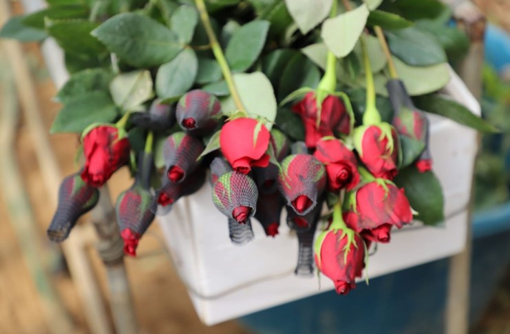 Las rosas so las flores que más se exportan y venden en varios mercados extranjeros. Foto La Hora: archivo