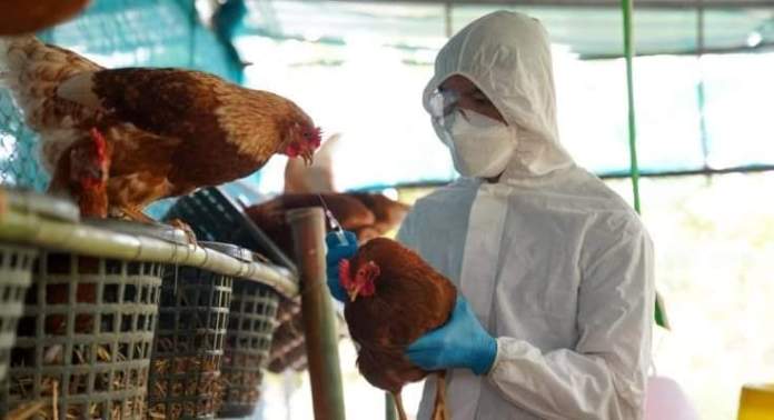 La influenza aviar