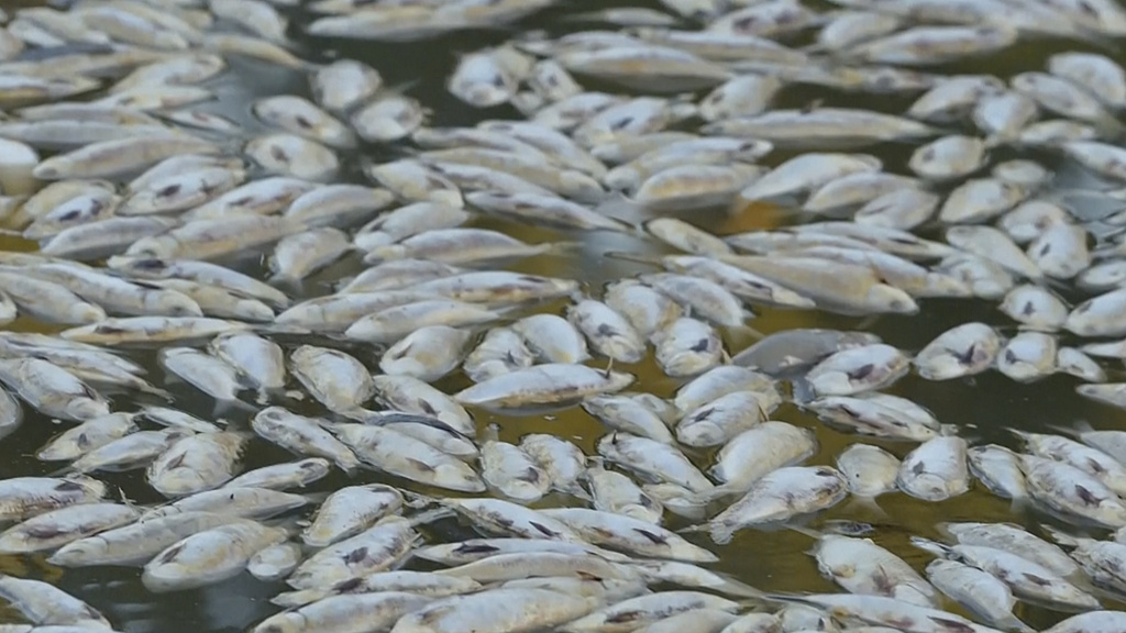 Mueren millones de peces durante ola de calor en Australia