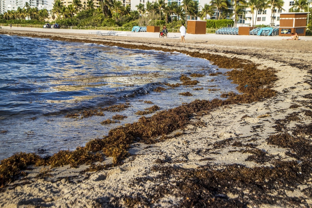 Enorme masa de sargazo se encamina a las playas americanas