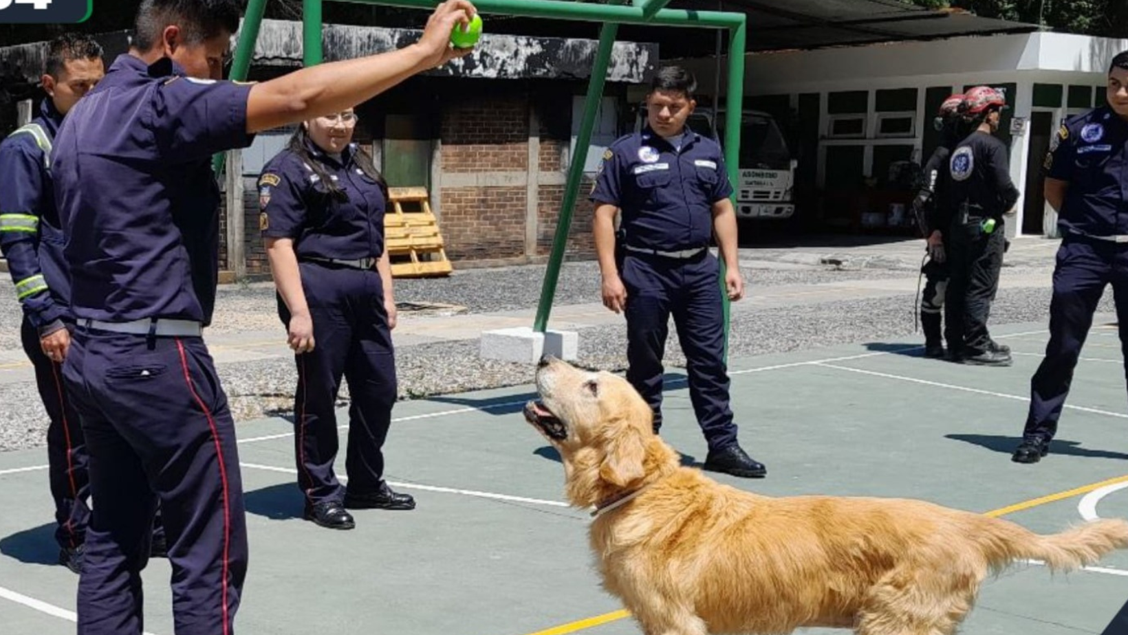 Fallece Neto, el perro rescatista que sirvió por nueve años