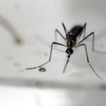 Durante el verano y con el ingreso del invierno se incrementa la proliferación de mosquitos y zancudos, muchos de ellos responsables de la transmisión de enfermedades como dengue, zika y chikungunya.