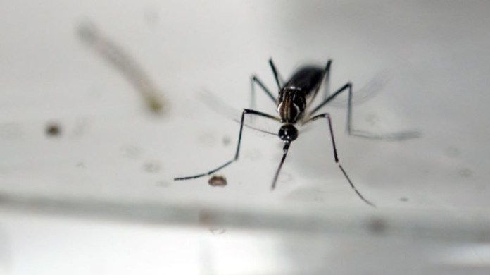 Durante el verano y con el ingreso del invierno se incrementa la proliferaciÃ³n de mosquitos y zancudos, muchos de ellos responsables de la transmisiÃ³n de enfermedades como dengue, zika y chikungunya.
