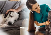 Consejos para proteger a tus mascotas durante la época de frío Mascotas