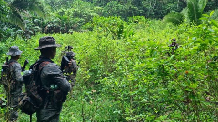Autoridades destruyeron varias plantaciones ilícitas, de acuerdo con los planes de lucha contra el narcotráfico.