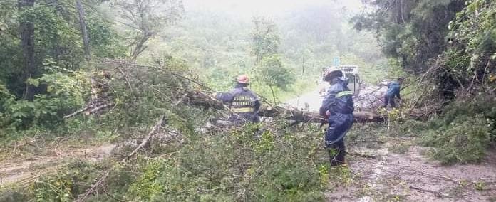 caída de un árbol sobre la carretera en el kilómetro 216.8 en la ruta a San Juan Chamelco, en jurisdicción de Cobán, Alta Verapaz.