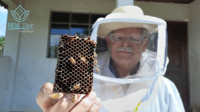 Panal de Abeja, Miel en estado puro. Ideas y recetas Fáciles