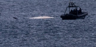 El cadáver de una ballena de Bryde flotando en las aguas de Hong Kong, el lunes 31 de julio de 2023.