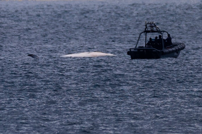 El cadáver de una ballena de Bryde flotando en las aguas de Hong Kong, el lunes 31 de julio de 2023.