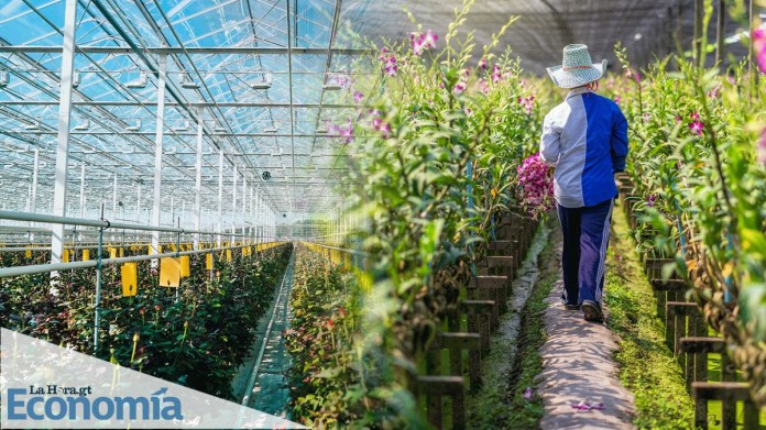 El sector de plantas ornamentales, follajes y flores de Guatemala cuenta con más de 3 mil 500 hectáreas de producción. Foto La Hora/Alejandro Ramírez