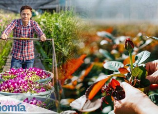 El sector de plantas ornamentales, follajes y flores de Guatemala cuenta con más de 3 mil 500 hectáreas de producción. Foto La Hora/Alejandro Ramírez