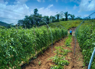 Para el año 2023, dichos ministerios crearon un plan de trabajo que convirtió a agricultores familiares como proveedores de las Organizaciones de Padres de Familia