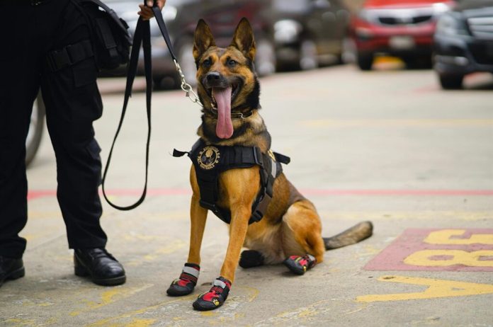 Los agentes K-9 cumplen tiempo de servicio y son jubilados.