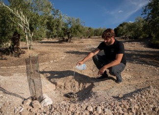 El investigador de la Universidad de Granada, Raúl Rojano, deja caer agua tras enterrar cerca de un retoño de olivo un infiltrador de carbón activado, utilizado en el sistema de riego que han desarrollado y patentado para evitar que los olivos se marchiten en Baena.