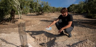 El investigador de la Universidad de Granada, Raúl Rojano, deja caer agua tras enterrar cerca de un retoño de olivo un infiltrador de carbón activado, utilizado en el sistema de riego que han desarrollado y patentado para evitar que los olivos se marchiten en Baena.