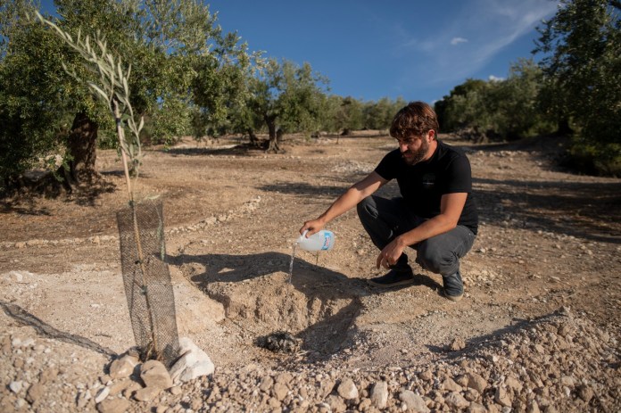 El investigador de la Universidad de Granada, Raúl Rojano, deja caer agua tras enterrar cerca de un retoño de olivo un infiltrador de carbón activado, utilizado en el sistema de riego que han desarrollado y patentado para evitar que los olivos se marchiten en Baena.