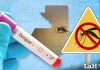 Semáforo del Dengue: Fases, síntomas y qué hacer ante la enfermedad