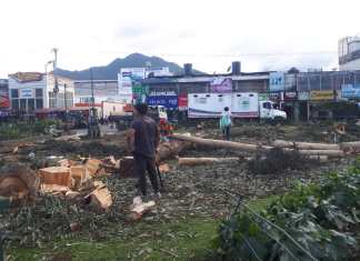 La Municipalidad de Quetzaltenango ordenó el corte de más de 30 árboles del Parque Benito Juárez.