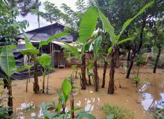 Los cultivos de distintos productos están en riesgo por las inundaciones ocurridas en Alta Verapaz.